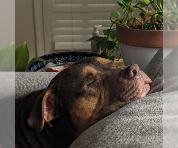 Medium Photo #6 American Bulldog-Bullmastiff Mix Puppy For Sale in Decatur, GA, USA