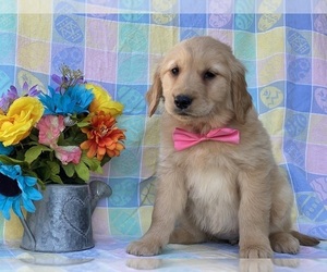 Golden Retriever Puppy for sale in LANCASTER, PA, USA