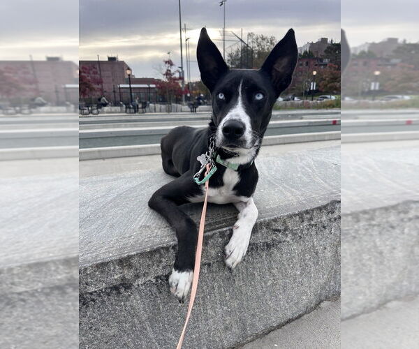 Medium Photo #14 Collie-Unknown Mix Puppy For Sale in Boston, MA, USA