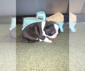Medium Boston Terrier