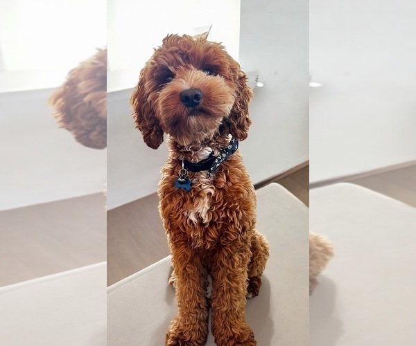 Medium Photo #1 Goldendoodle (Miniature) Puppy For Sale in MANTECA, CA, USA