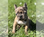 Small #10 Faux Frenchbo Bulldog