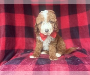 Cavapoo Puppy for sale in LAKELAND, FL, USA