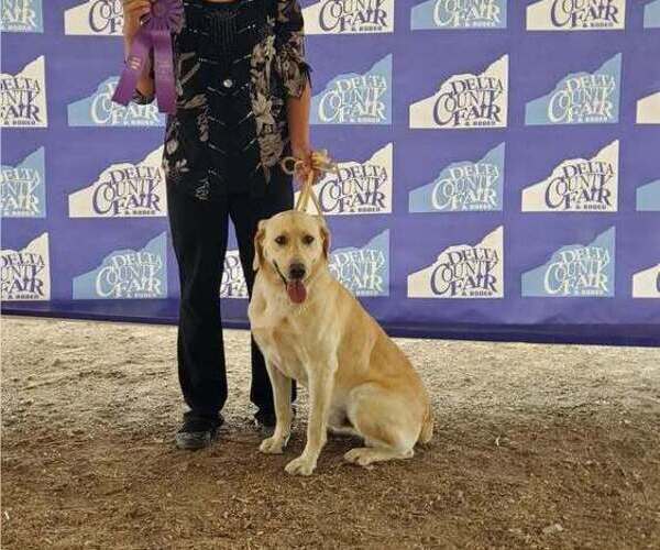 Medium Photo #1 Labrador Retriever Puppy For Sale in CEDAREDGE, CO, USA