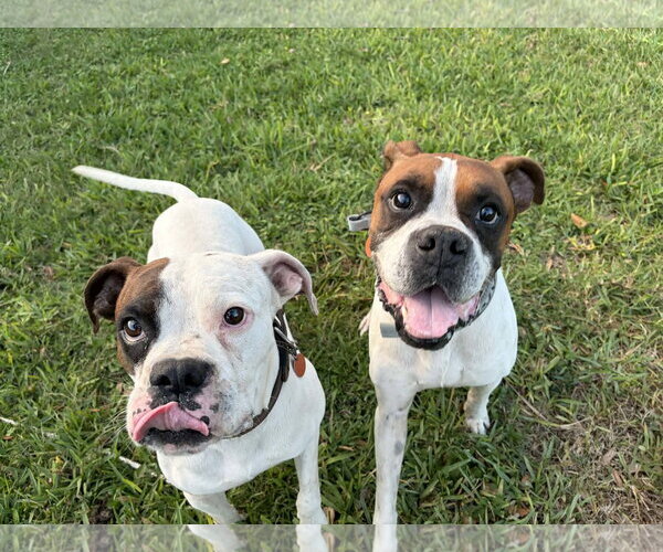Medium Photo #5 Boxer Puppy For Sale in Dumont, NJ, USA