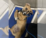 Small Labrador Retriever Mix