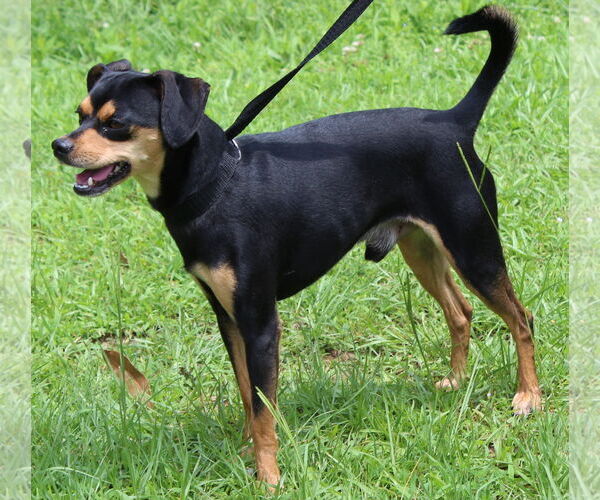 Medium Photo #3 Chipin Puppy For Sale in Prattville, AL, USA