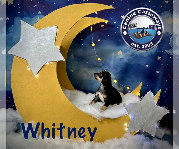 Medium Photo #3 Rat Terrier-Unknown Mix Puppy For Sale in Arcadia, FL, USA
