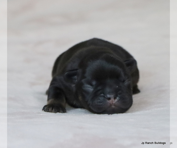 Medium Photo #22 French Bulldog Puppy For Sale in WINNSBORO, TX, USA