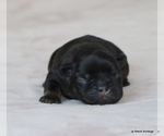 Puppy Max French Bulldog