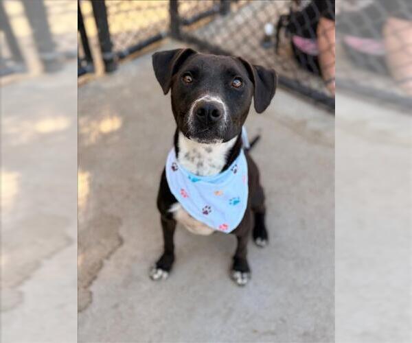 Medium Photo #1 Parson Russell Terrier-Unknown Mix Puppy For Sale in Tulsa, OK, USA