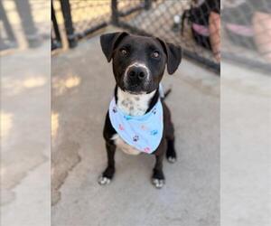 Parson Russell Terrier-Unknown Mix Dogs for adoption in Tulsa, OK, USA