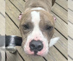 Medium American Pit Bull Terrier