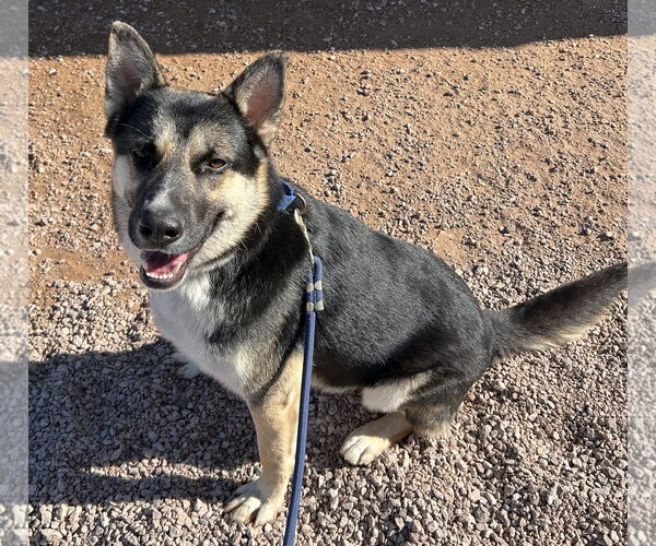 Medium Photo #6 German Shepherd Dog-Unknown Mix Puppy For Sale in Phoenix, AZ, USA