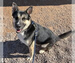 Small #5 German Shepherd Dog Mix