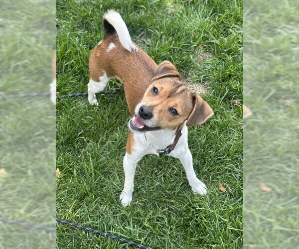 Medium Photo #1 Jack Chi Puppy For Sale in Rockaway, NJ, USA