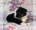 Small Photo #21 Miniature Australian Shepherd Puppy For Sale in HARRISON, OH, USA