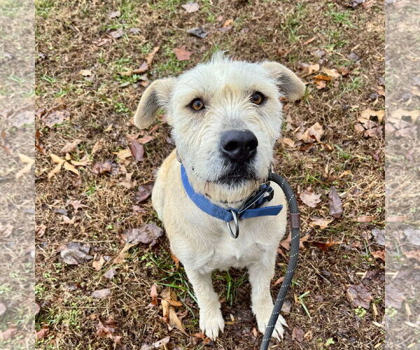 Medium Photo #1 Mutt Puppy For Sale in Sparta, TN, USA