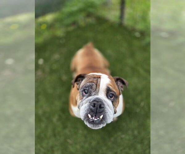 Medium Photo #1 Bulldog Puppy For Sale in Evansville, IN, USA