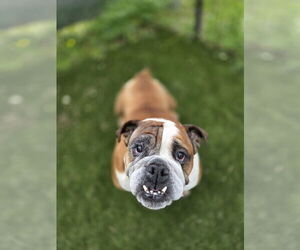 Bulldog Dogs for adoption in Evansville, IN, USA