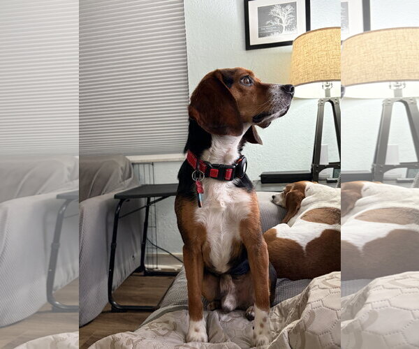 Medium Photo #2 Beagle Puppy For Sale in Tampa, FL, USA