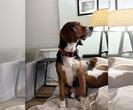 Small #1 Beagle
