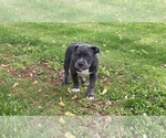 Small Photo #20 American Bully Puppy For Sale in OVERLAND, KS, USA