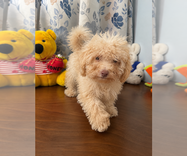 Medium Photo #25 Bichpoo Puppy For Sale in DURHAM, CT, USA
