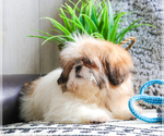 Small Photo #12 Shih Tzu Puppy For Sale in SYRACUSE, IN, USA