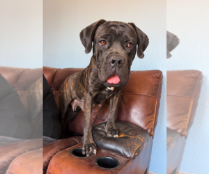 Mutt Dogs for adoption in Goodyear, AZ, USA