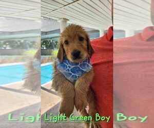Goldendoodle Puppy for sale in SPRING HILL, FL, USA
