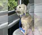 Small #1 Spaniel Mix