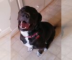 Small #3 Labrador Retriever Mix