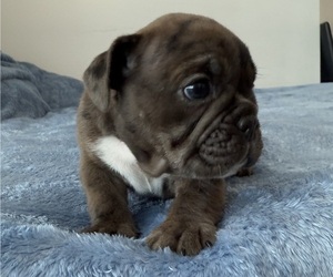 Bulldog Puppy for sale in NOKOMIS, FL, USA