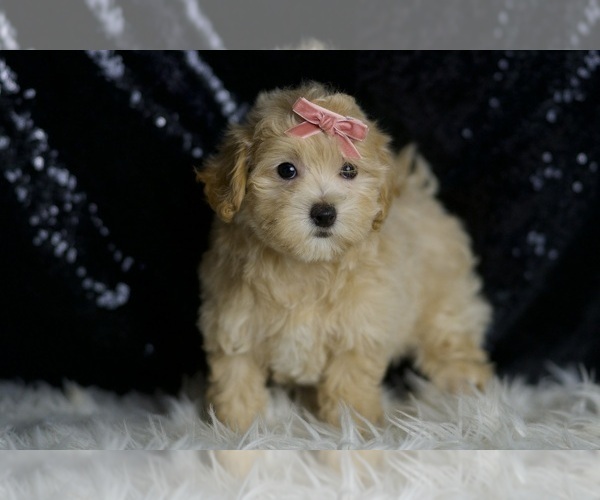 Medium Photo #4 Maltipoo (Miniature) Puppy For Sale in WARSAW, IN, USA