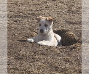 Aurora (Pup 5 PURPLE) - Female Huskies -Unknown Mix Dog for Adoption - Photo #4