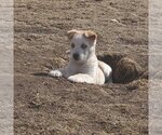 Small #3 Huskies  Mix