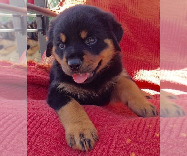 Medium Photo #12 Rottweiler Puppy For Sale in LOS ANGELES, CA, USA