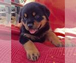 Small #11 Rottweiler
