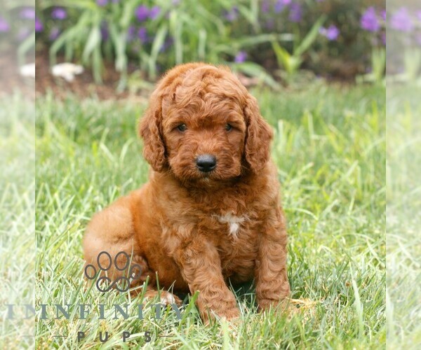 Medium Photo #3 Miniature Labradoodle Puppy For Sale in GORDONVILLE, PA, USA