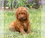 Small #2 Miniature Labradoodle