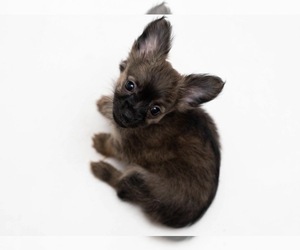 Chihuahua Puppy for sale in HUBERT, NC, USA