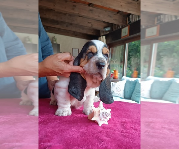Medium Photo #7 Basset Hound Puppy For Sale in Loiri Porto San Paolo, Sardinia, Italy