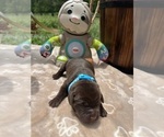 Small #5 Labrador Retriever
