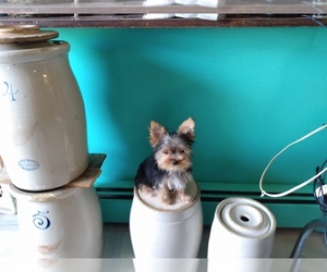 Yorkshire Terrier Puppy for sale in LE ROY, KS, USA