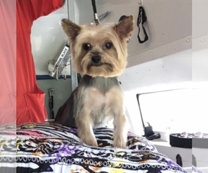 Yorkshire Terrier Puppy for sale in SOUTH BAY, FL, USA