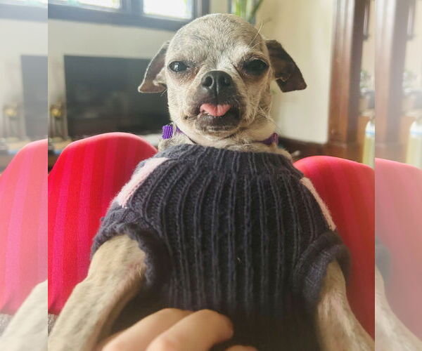 Medium Photo #2 Jack Chi Puppy For Sale in Princeton, MN, USA