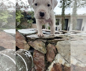Dogo Argentino Puppy for sale in MIAMI, FL, USA