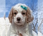 Puppy Jasmine Goldendoodle (Miniature)