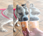 Small #2 Staffordshire Bull Terrier Mix